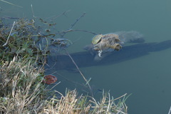 Channa argus