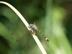 Micrathyria hypodidyma