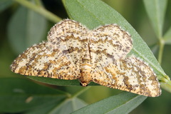 Heliomata glarearia