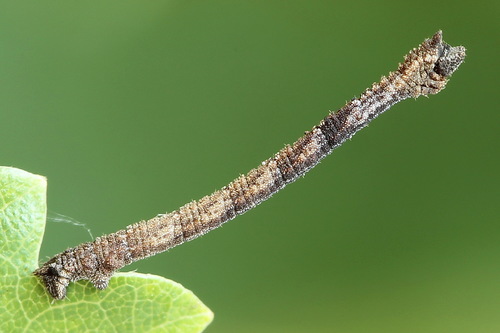 Common Emerald