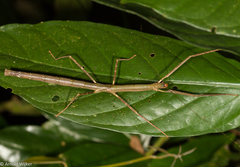 Lopaphus perakensis