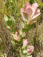 Protea stokoei