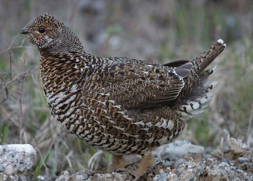 Spruce Grouse