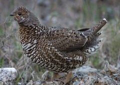 Spruce Grouse photo 3