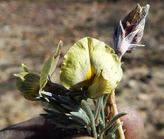 Lotononis gracilifolia