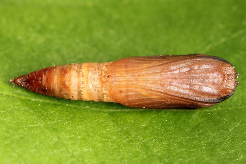 Common Emerald