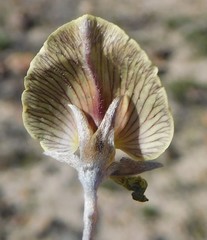 Lotononis gracilifolia