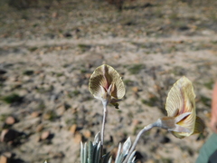 Lotononis gracilifolia