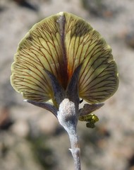 Lotononis gracilifolia