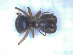 Pseudolasius