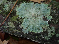 Punctelia missouriensis image