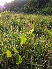 Persicaria muricata