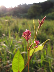 Persicaria muricata