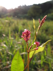 Persicaria muricata