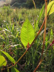 Persicaria muricata
