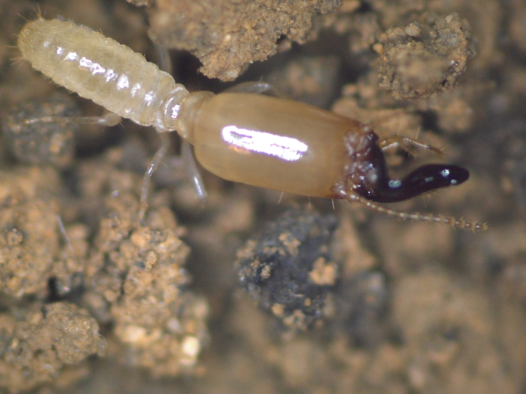 Pericapritermes