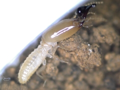 Pericapritermes nitobei