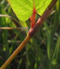 Persicaria muricata