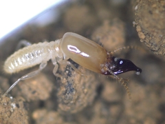 Pericapritermes nitobei