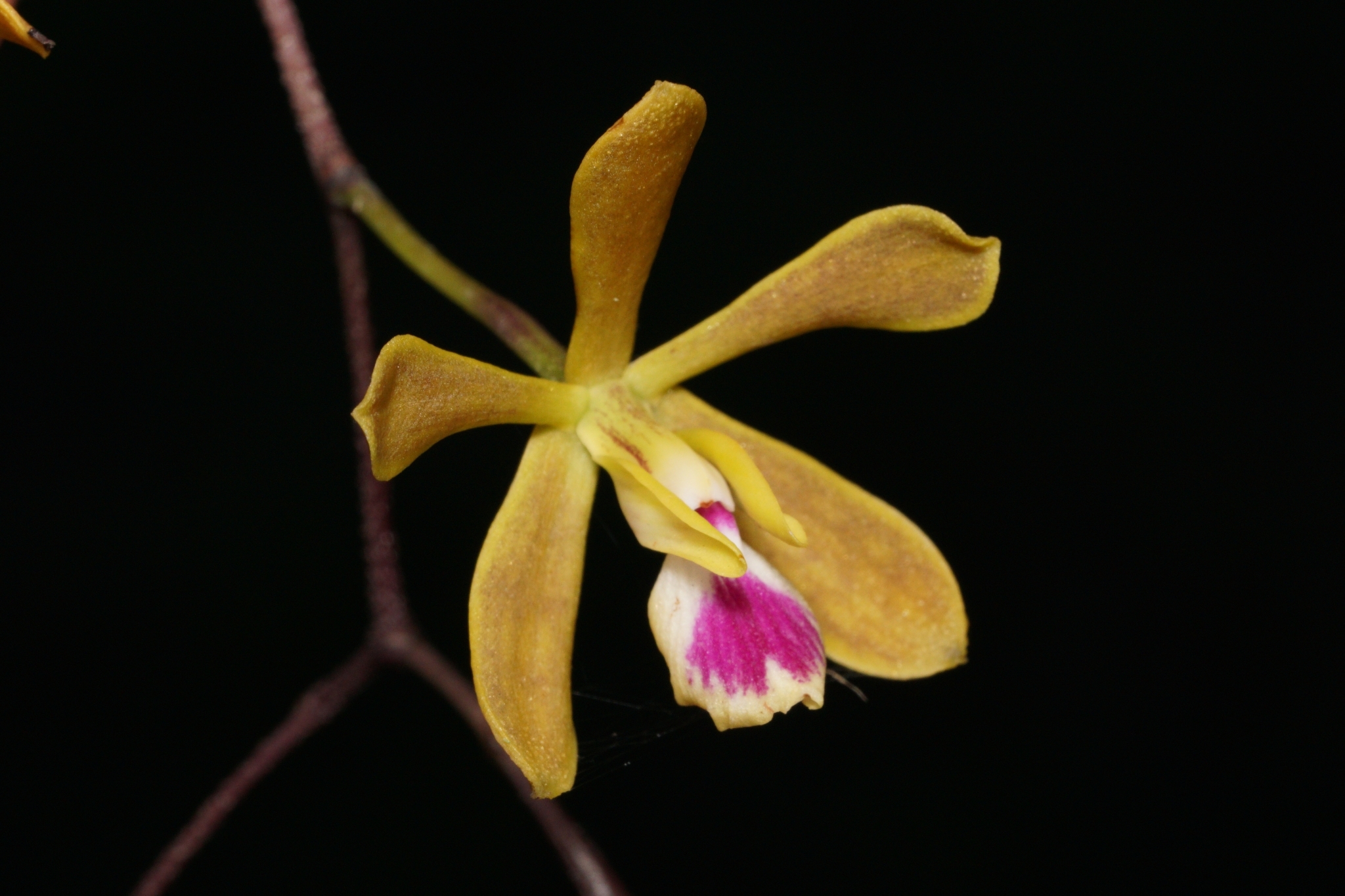 Encyclia tampensis