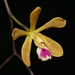 Florida Butterfly Orchid - Photo (c) jhall3387, some rights reserved (CC BY-NC), uploaded by jhall3387