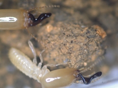 Pericapritermes nitobei