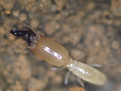 Pericapritermes nitobei