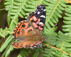 Vanessa braziliensis image