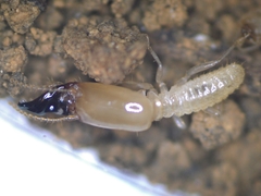 Pericapritermes nitobei