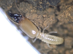 Pericapritermes nitobei
