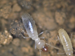 Pericapritermes nitobei