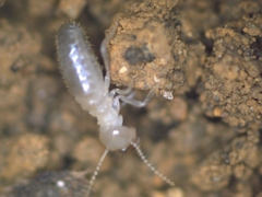Pericapritermes nitobei