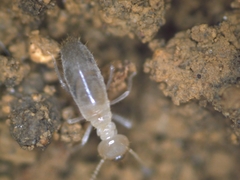Pericapritermes nitobei