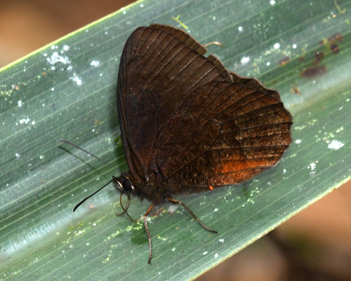 Pedaliodes ferratilis