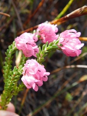 Erica tegulifolia