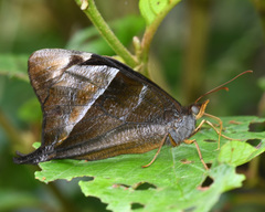 Corades pannonia
