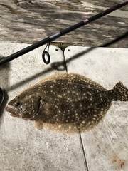 Paralichthys lethostigma