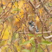 Yellow-breasted Tit - Photo (c) Вячеслав Юсупов, some rights reserved (CC BY-NC), uploaded by Вячеслав Юсупов