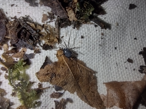 nemastóma striebristá (Nemastoma lugubre)