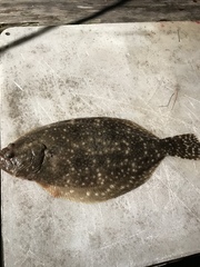 Paralichthys lethostigma