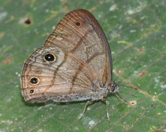 Hermeuptychia harmonia
