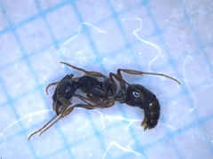 Ectomomyrmex javanus