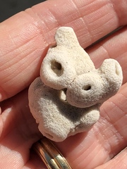 Schizoporella pungens