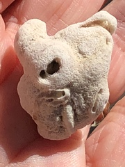 Schizoporella pungens