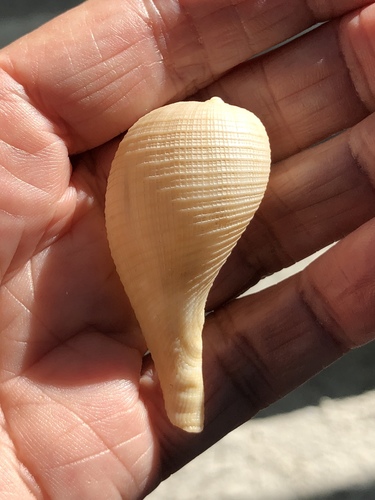 Atlantic Fig Snail