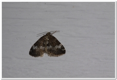 Perizoma alchemillata