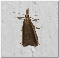 Donacaula albicostellus