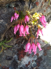Erica savilea grandiflora