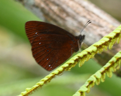 Lymanopoda panacea