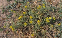 Rorippa sinuata
